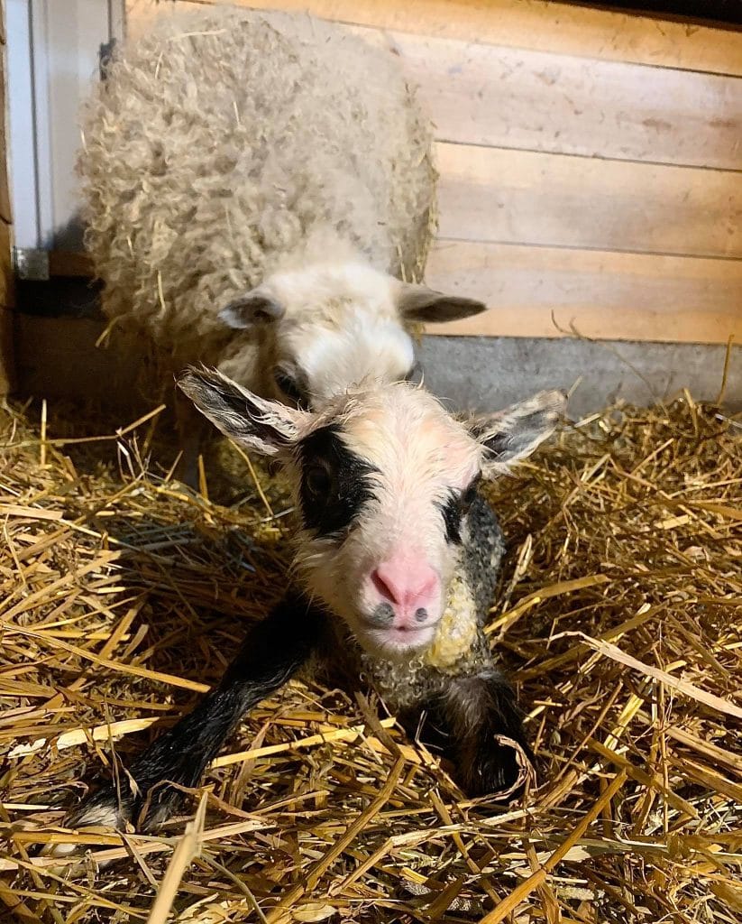 Aki samuli auttoi uudet karitsat maailmaan huh huh mikä hiki   iloitsee lapsenlapsistaan | tanssiin Fi