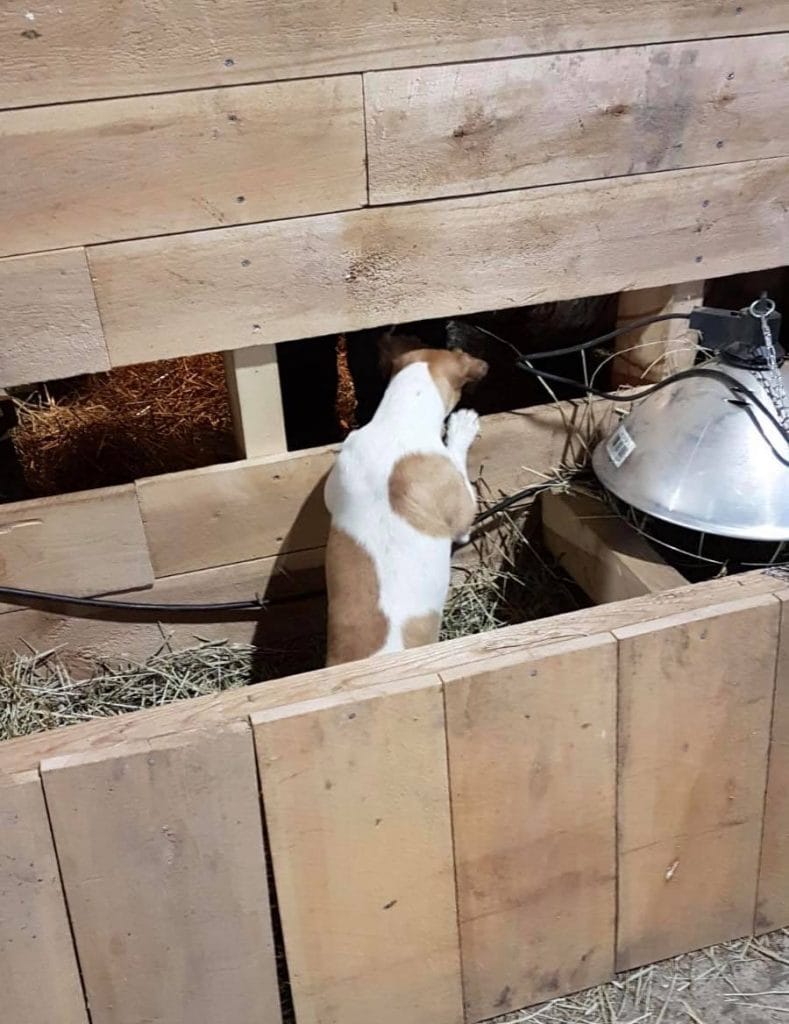 Aki samuli auttoi uudet karitsat maailmaan huh huh mikä hiki   iloitsee lapsenlapsistaan | tanssiin Fi