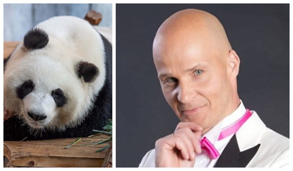 Marko panda