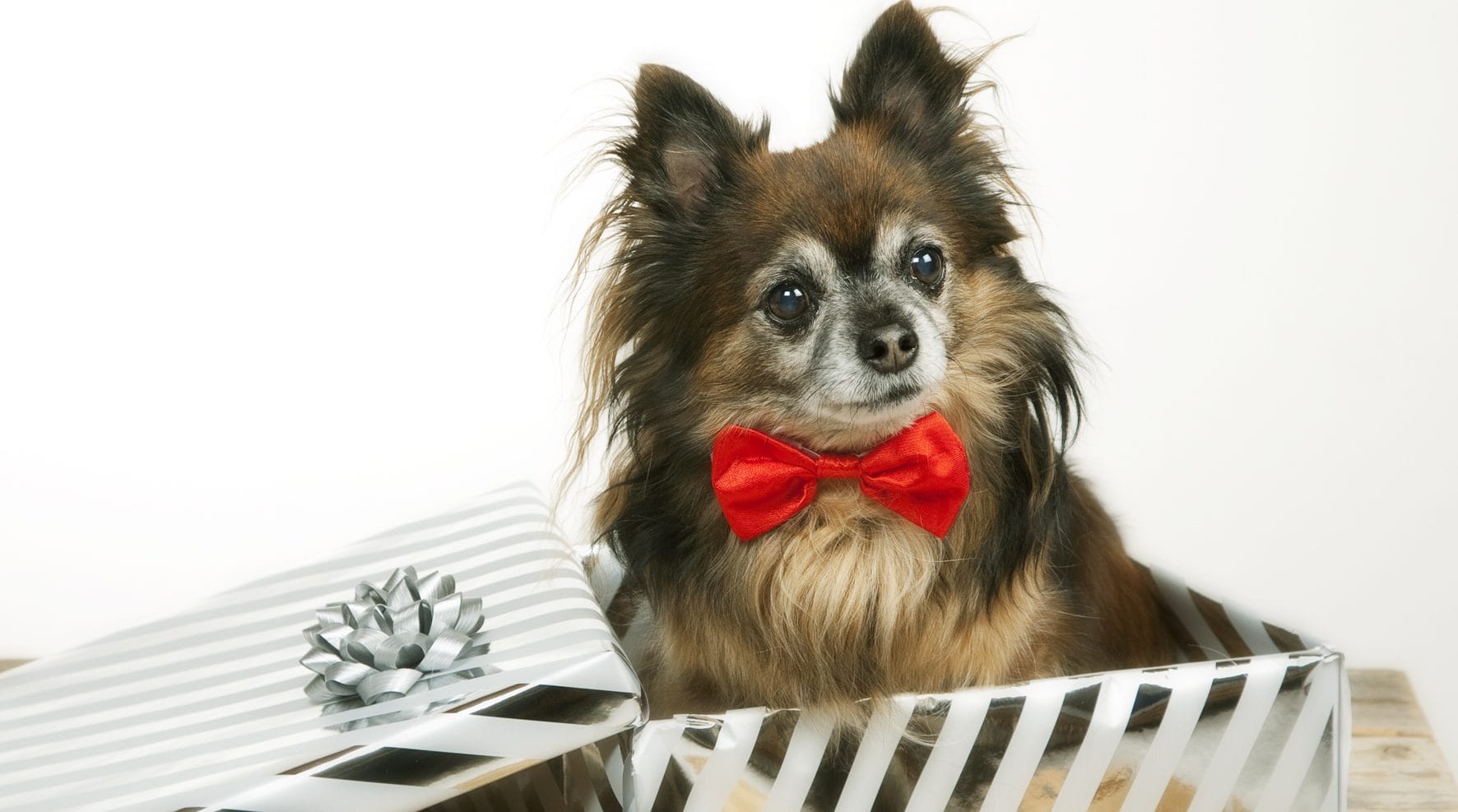 Urhon syntymäpäiviltä ei puutu vauhtia | tanssiin Fi