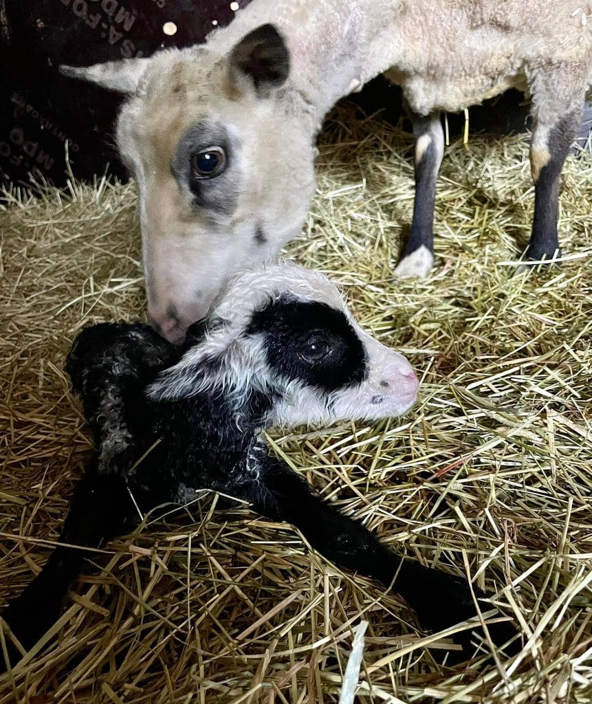 Aki samuli hikoili mm finaalin ajan synnytyksessä  nimesi karitsat leijona tähtien mukaan | tanssiin Fi