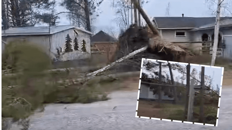 hannes-myrskyn aiheuttamia kaatuneita puita yppärin merimajalla pyhäjoella joulukuussa 2025